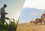 Farmer grass fields woman feeding sheeps