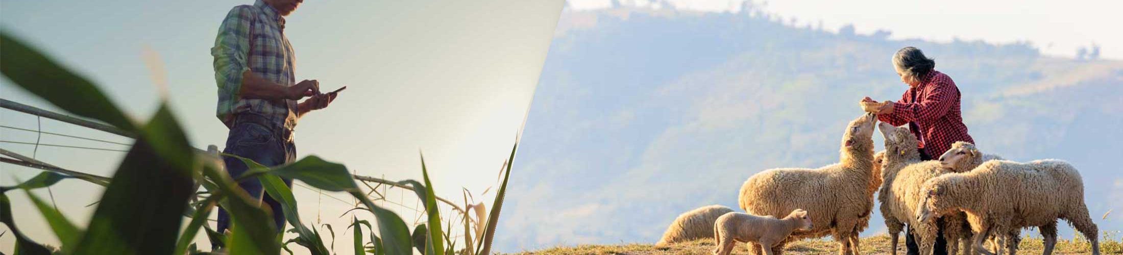 Farmer grass fields woman feeding sheeps